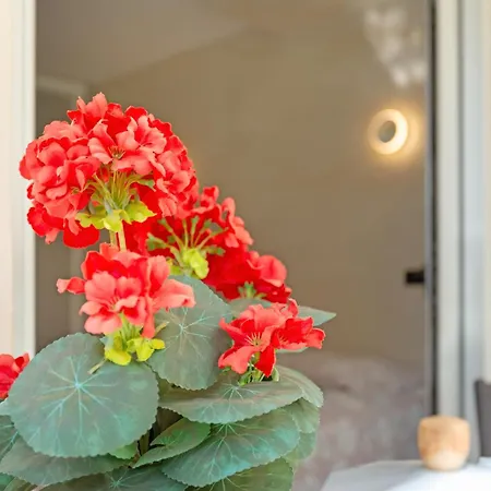 Daire Kellys' Camelias San Bartolomé